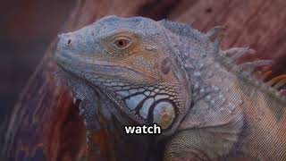 Why Do Iguanas Bob Their Heads
