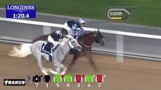 08.01.2015 Meydan (Dubai/UAE) 1.Race Al Maktoum Challenge R1 - Group I 1.600 m