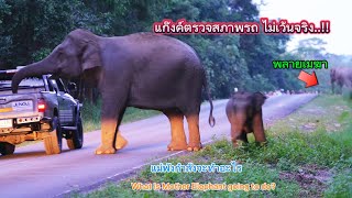 Ep.504 ไม่เว้น..? ตรวจรถเจ้าหน้าที่ #เขาใหญ่ #elephannature #animalnews #animals #nature #ช้าง