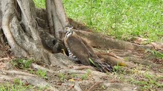 20200924 育德公園鳳頭蒼鷹 - 壓制松鼠的母鳳頭