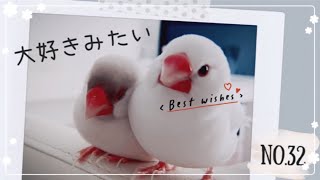 【文鳥】ゼロ距離な白文鳥とシルバーイノ文鳥　java sparrow No.32