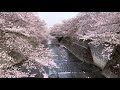 2021 桜吹雪の恩田川 4k hdr cherry blossoms blizzard at onda river uhd hdr