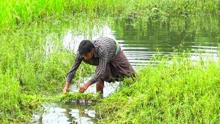 Best Asian Traditional Fishing By Village People | Fishing In Village Agricultural Land