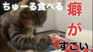 【キジトラ猫】ヒロシです。俺はちゅーるに目がないんだぜぃ #キジトラ #ちゅーる