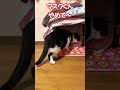 マスク氏、立てこもり事件を引き起こす shorts 猫 cat