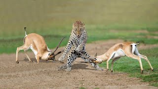 Amazing Gazelle Take Down 3 Cheetah In Big Battle - Series Hunting Wild Animals 2018