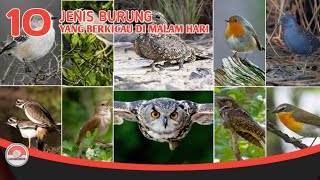 BURUNG MALAM // 10 JENIS BURUNG YANG BERBUNYI DI MALAM HARI