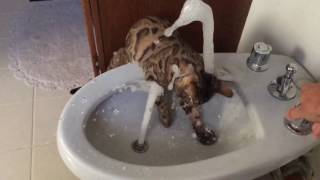 Crazy Bengal is Obsessed with Water