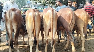 এক হাত নাভী দুই হাত ঝোল ঢাকা ধামরাই খামারী ভাই এর জন্য কেনা কেটা বিশেষ পর্ব। পাঁচবিবি পশুর হাট।