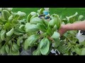 vertical farming with automatic watering for growing lettuce farming at home