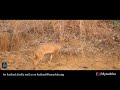 tadoba andhari tiger reserve agarzari buffer new series 2021 episode 2