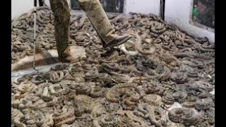 World's Largest Rattlesnake Round up , Sweetwater, TX... Feria de Serpientes de Cascabel