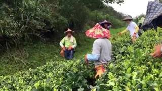 陳陸合的綠光茶園採一心二葉