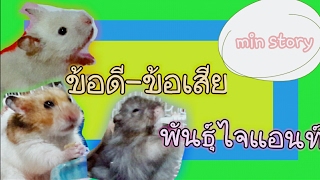 ถาม:ตอบ ข้อดี-ข้อเสีย ของแฮมสเตอร์พันธุ์ไจแอนท์ Hamster / min story