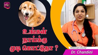 உங்கள் நாய்க்கு முடி கொட்டுதா ? | Dr Chandini | Veterinarian | EP4