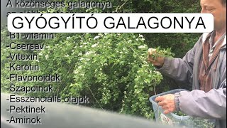 GYÓGYÍTÓ GALAGONYA VIRÁGOS HAJTÁSVÉG SZEDÉS