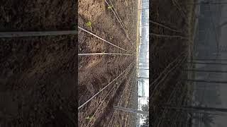 Tomato Plantation in Polyhouse ( পলিহাউস এ টমেটো চারা লাগানো)