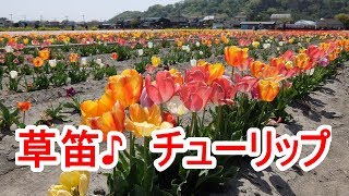 羽村市のチューリップ祭り　関東最大級、40万球のチューリップ畑！　♪草笛　東京都羽村市