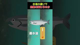 ヒメマスが釣れない日 水温編