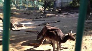 20120102 平川動物園 アカカンガルー　Hirakawa Zoo red kangaroo