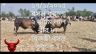 ১৭/১/২০২৫ এর ষাঁড়ের লড়াই। বসন্ত কুরালা ২বনাম লাল বীর ৮৷ বিজয়ী বসন্ত কুরালা ২।