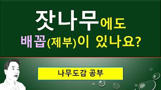 1. 잣나무 vs 소나무 : 잎집(엽초), 암꽃이삭 비교, 비후부, 배꼽(제부), 솔방울열매(구과), 솔방울조각(실편), 씨앗의 날개,