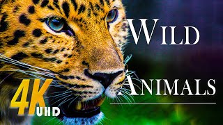 Animal Kingdom 4K - Scenic Wildlife Film With Calming Music