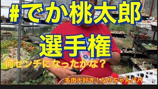 【多肉植物】【ガーデニング】何㎝になった⁉️    多肉大好き！なりちゃんパパ　多肉奮闘記その135