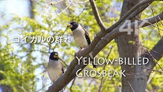 野鳥撮影・ コイカルの群れ　4K