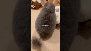 朝んぽ　オモチャで遊ぶチンチラの後ろ姿と軽快な足取りがかわいい＃chinchilla＃チンチラ＃shorts