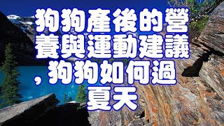 狗狗產後的營養與運動建議,狗狗如何過夏天