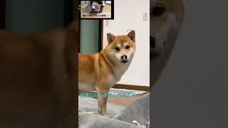 柴犬えだまめ君。お迎えから１年経ちました！2023.6.7