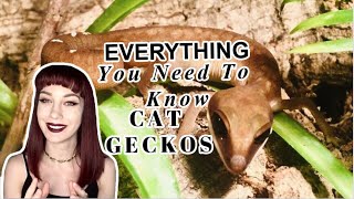 MALAYSIAN CAT GECKO Care & Information (Aeluroscalabotes felinus)