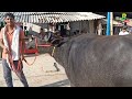 दिलदारनगर के पशु मंडी से भैंसों का लाइव सौदा होता देखें buffalo mandi in uttar pradesh bhains