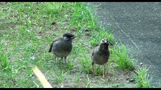 ムクドリの幼鳥の鳴き声～Young bird of Grey Starling