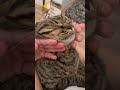 【猫動画】ママと猫の即興ソングが可愛いwww shorts