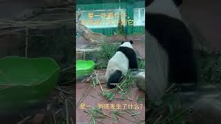 🤔大熊猫星一正在吃竹子,突然被什么吓到了? 🐼星一#大熊猫#my cute panda