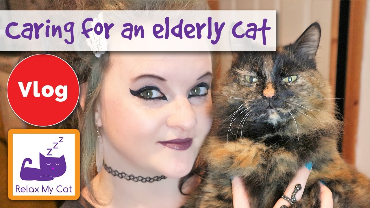 How To Care For An Elderly Cat 5 Tips From Claire And Rags