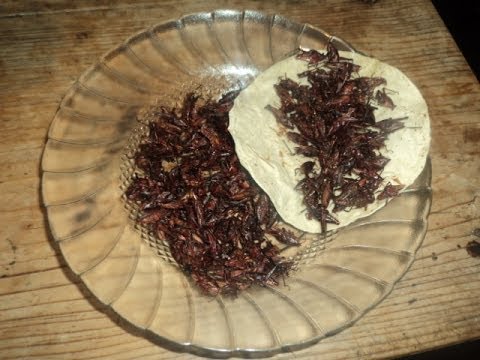 Receta De Chapulines Guisados-Receta Tipica De Oaxaca ...