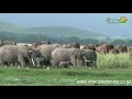 Elephants of Amboseli National Park, Kenya