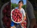 Buah ara sangat menggoda untuk dimakan dengan lanskap perkebunan buah ara #life #2024 #harvest #shorts #top