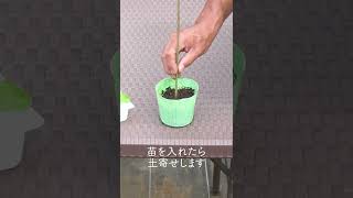 Tips for healthy cultivation of Chinese cabbage from a Japanese farmer ! #shorts