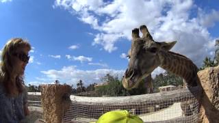 Rio Safari Elche, Majestic Giraffes