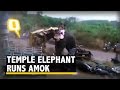 Temple Elephant Runs Amok, Leaves Trail of Destruction