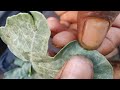 how to detect leaf miner disease🍉in watermelon leaves u0026cure ಲೀಫ್ ಮೈನರ್ ಹುಳು ಕಂಡುಹಿಡಿಯುವುದು ಹೇಗೆ ep 8