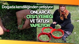 Madımak Hasadı Başladı! Doğada Kendiliğinden Yetişiyor, Yemeklere Lezzet Katıyor