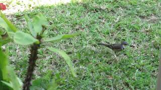 Cape Wagtail