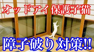 【野良子猫保護】障子破り対策をして可愛い子猫と団欒しました