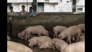 Pork Shortage: China Faces Deficit of 10 Million Tons