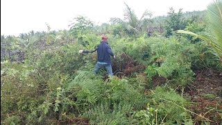 Vlog membersihkan lahan perkebunan tanah gambut ,pedalaman sumatra